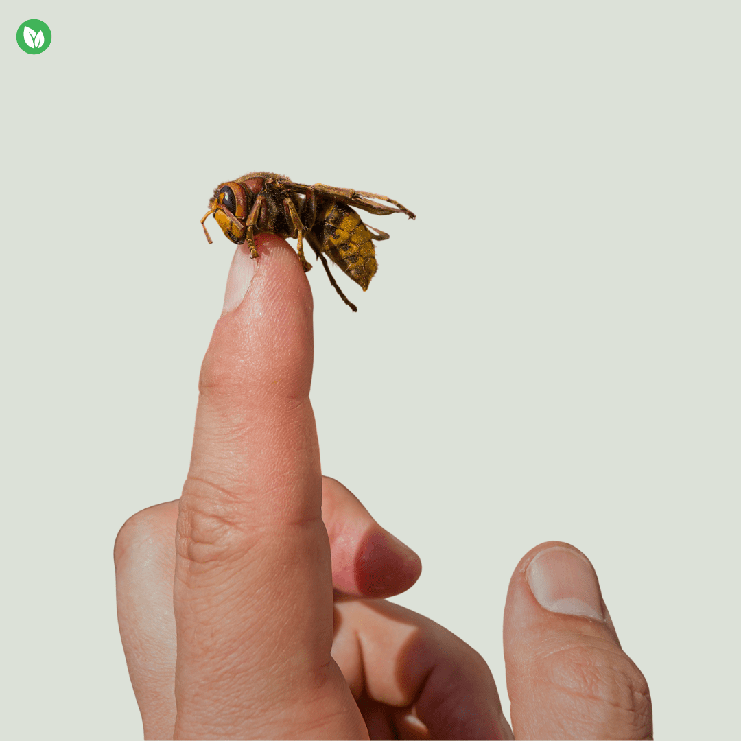 Macro photo of a hornet (stinging wasp) resting on a human fingertip, highlighting the yellow-banded abdomen, reddish head, wings, and stinger—useful for hornet identification and safe removal guidance.