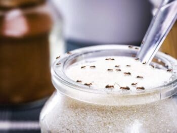 Close-up of ants invading a glass sugar jar in a kitchen, illustrating common household pest infestation attracted to sweet food sources, needing extermination and removal