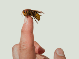 Macro photo of a hornet (stinging wasp) resting on a human fingertip, highlighting the yellow-banded abdomen, reddish head, wings, and stinger—useful for hornet identification and safe removal guidance.