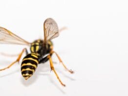 {{brizy_dc_image_alt entityId=