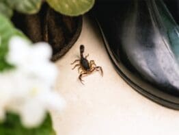 {{brizy_dc_image_alt entityId=