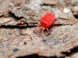 Red chigger mite crawling on bark — a common biting pest found in grassy and wooded areas, known for causing itchy chigger bites and skin irritation in humans.